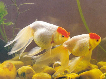 ����쵰��Ϊ���ƣ����峤Բ������һ���ȳ����������Ʒ�˵�β����Ϊʾ����󣬹��������