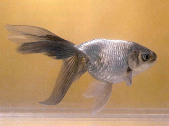 �ζ�ʱ����ɴ���裬��̬��ǧ�������������Ŀ�������