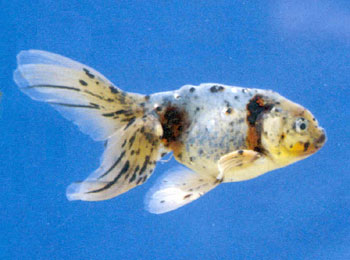 ȫ�����ײ�׺�Ժ�ڰ���ɫ��Ѥ����Ŀ��ʮ����������ɫ���к�ɫ���˹��࣬�Һ�ɫ�����٣�����ͷ���ߺ�ɫ��Ϊ��Ʒ�����⻹�к쵰����������������൰���ɫ�����ɫ��������������������ȡ�