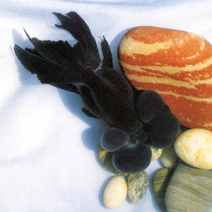 �����е�ˮ��������ˮ�����������������ɫ�������к졢���Լ���ɫ����ɫ�������������ɫ��Ũ�������ޣ������������͵��������Ҹ�������ǰ���������С���Ƶ������γɵ�ˮ���ۣ�Ϊˮ���е�������죬����ϡ�ٶ����