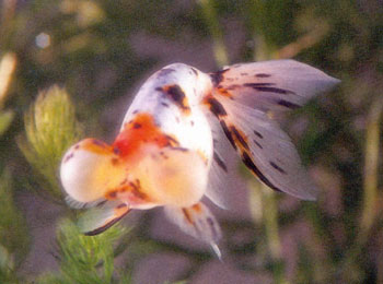 ��������ѡ�����ڲ�ɫˮ����������������֮����к�ɫ�߿��ߣ�ʮ�����ˣ���ɫ�߷��������Ƽ�Ʒ��