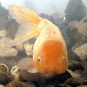 ��ɫ���ף������й⣬���������ǳ����ʹ����ͷ������˶����ɫ��������