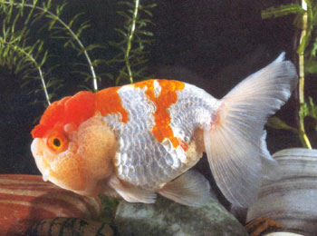 ��״���ʨͷ��ͷ��������������ɫ�����䡣������ɫ�ߵ���Ƕȴ���н������е������԰�ɫΪ�������к�ߣ�ͷ������ȦҲΪ��ɫ���е�����Ϊ��ɫ������ɫ�����ҶԳƣ��������ƣ��ɶ��칤����������Ӷ�������������ۡ�