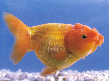 ��ɫ���죬��Ĥͻ�����γ�˫���򡣴��㼯���ֱ�����һ�壬Ψ�Ի��ߵ���ɫ�����Բ���ʺ�������Ϊ��Ʒ��