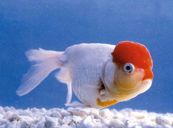 Ϊ��ͷ���������Ʒ�֡���ȫ����ף���С�Ҿ�������Ψͷ��������ʵ���߸�����ɫ���ʺ죬�������Ůͷ��һֻ���̣����һζ����������ˣ�����ϡ�٣����۽ϸߡ�����ѡҪ�󣬲�������Ҫ����ͻ�������Ҽ����⻬��β�ض̴֣���Ĥ�ʺ�չ��ʱ��������״�����Ѻϸ�