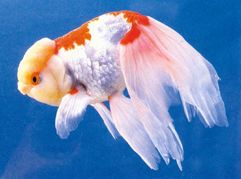 ��ͷ���Զ�βΪ����ͨ���뵰���ӽ����ֳ���β���ϳ���Ʒ�֡�ͷ�����������ǳ���˶������ɰ���