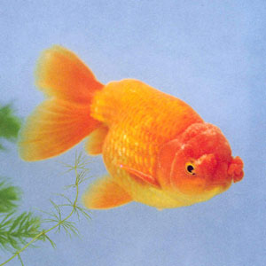 Ϊ�����³�Ʒ�֡����ɫ�����������ڶ������־�������ɫ������ɫ�����������ܵ���ӭ��