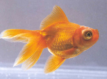 为金鱼中最早的品种，尾鳍较长，下垂如凤尾，姿态潇洒动人。花色很多，其中红色的艳丽无比，养于白色容器中，水色亦为之映红。