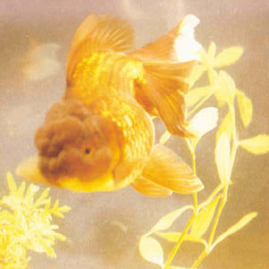 ��ͷ�������ͷ���������ڣ���ͷ�������뷢������������ͷ���Ե÷�����ʵ���������硣����͹���ģ�������Ʒ��