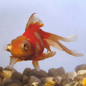 ������ɫ�����䣬�ɹ����������͸����Ĥ΢͹���Ƶ���ݡ�����͸��Ĥ͹��ʮ�����ԣ�����С����ݣ�ʮ���ѵá����ֱ���ֻ���������������С�