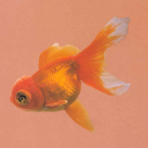 ��ͨ����ͷ���⻬��������ȴ�����ۼ�������������Ʒ�����ɺ������ͺ컢ͷ�ӽ����ɵġ���ʱ��Ʒ�ʼ��ͣ�����Ҳ���������������λؽ��������������Ϻã��߸�¡����Ʒ��Ҳ�������ߡ�ѡ��ʱ������������ʵ��Ϊ�ѡ�