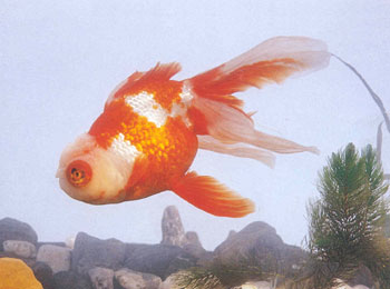 ����ͷ������������ɫ������Ƕ��������ơ����������䲻��ʵ����ɫ���졢��ס�������䣬�����ϲ��������Ҳ������