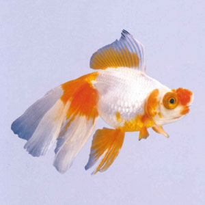 ���������ͼҶԽ���ĺ�������ɫ��Ϊƫ�����ر�����ɫ��Ƕ���µĸ��ܳ谮�������������򲻽���ʵ����Բ������˫˫���ֺ죨��ף�ɫ����һ��һ�ף��ζ�ʱ������ڶ�����ý����������ѵã�����Ҳ�ߡ�