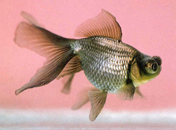 ��Ʒ����ʮ����Ѿ����֣���һ���жϡ����갮����ϲ�����㣬Ψ��������Բ��Ϊ��Ʒ��