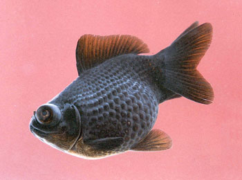 1893��īɫ����һ���֣����ܵ������ߵĳ谮�������������������Ƭ�����������ˡ�