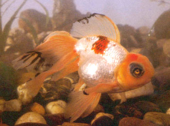 ��ɫ��ף�ɢ��õ���ɫ�ߣ�ͷ��������������������ɫ�����Ǳ�������������ò��ʣ�������ɫ��