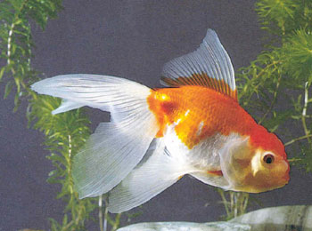 ��ͷΪ����������ϲ����һ�ֽ��㣬����ֿ���ǿ����������ͷ��������������Ҳ�����ֻ���ڶ��������������գ�����ͷ���ϴ��Ŷ�ñ�ӣ��ʱ���������֮Ϊñ���㡣�е�������ʵɫ�ף������������˳���Ϊ���񡣴���Ʒ��ɫ�ʱ仯�϶࣬���������ĸ�ͷ����������������������ʢ����