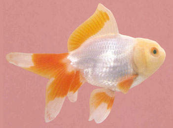 该品种体色洁白无瑕，且有反光。虽不中看，但其头顶肉瘤却发育丰满，色黄如玉。金鱼之中黄色者不多，被视为珍品。