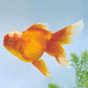 ��ӡͷΪ�߼����㡣������ѡҪ����ϣ�ԭ��ϡ�٣�����Ĥ�����γ����������Ϊ�����Ĳ�����������䲻�󣬵���ʵ����Բ���ǽ��������ı���Ʒ�֡�