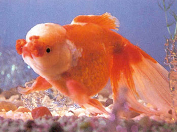 ����ͷ��ͷ��������������������ɫ��׻�����䣬����Գƣ���Ϊ�ѵá�����ĤҲ������γ�˫����������ɫ�ʻ��ʺ죬��һ��һ�ף������۸��ߡ���ˮ������ʱ�����������΢ҡ�����������򣬱���һ��Ȥζ��