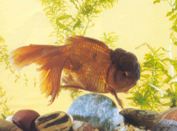 ȫ�����ϣ�ɫ�ƹ�ͭ������������������ͷ����ñ�����۲�¶���Ա���ͦ�Ρ�β����ȹ����ɫŨ����Ϊ���֡�