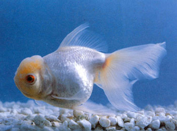 ���ζ�������ɫ���ף����������У������й⡣ͷ���������ɫ����ƣ���·ϸ���Ƶ������ʯ�����У����������ʳʺ�ɫ���������ۣ���졢����һ������ԧ���ۣ��ߣ������ȸߡ�