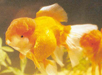 ������Ƭ�ʺ����ɫ������΢�ƻ�ʰ�ɫ������ͷ������֮�����ں����ɫɫ�ߵ�������Ƕ�������ҶԳƣ���ߵ�һ�£���Ϊ�ѵá��е���Ȧ��ɫ����Ϳ�ں죬���Ŀɰ������ſڽ�ʳ֮�ʣ���ɫ�������֣��ľ�������