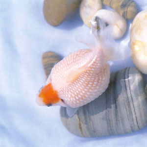 ���������ж���ɫ�ʣ����������η���������������������ɫ�ʰ�ɫ�������䶥�����о������ɫ�ߣ�����������Ƕ���˺�ɫ��ʯ�����Ե�������˹�Ŀ�࿴��Ҳ��������ۡ�